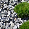 Pflanzarbeiten [1]